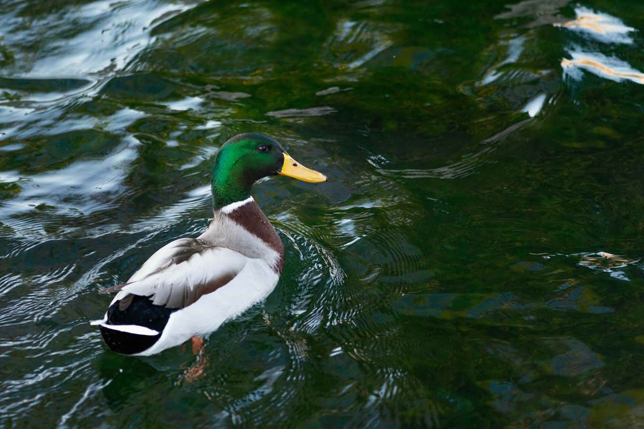 Wildlife Photography by the River Sava